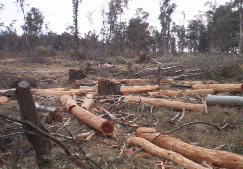 Crecida del Río Paraná - Deforestación