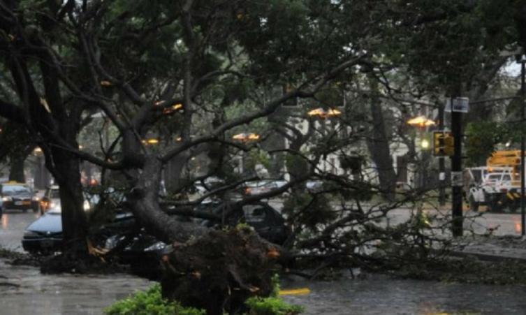 Temporal. Los fuertes vientos derrumbaron árboles en las avenidas de la ciudad. - LA CAPITAL