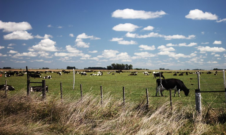 Los campos de la Pampa argentina, una postal típica de este país - infobae