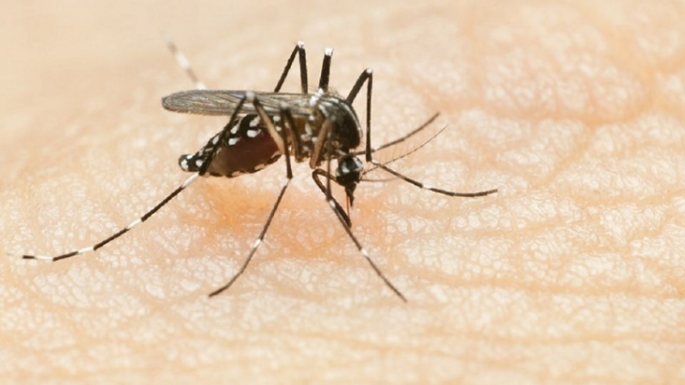 El dengue también tiene su vacuna - PRONTO