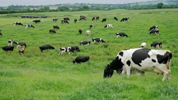 Consumir la mitad de carnes y lácteos podría reducir el 31% de las emisiones, según una investigación - Agencia Noticias Argentinas NA