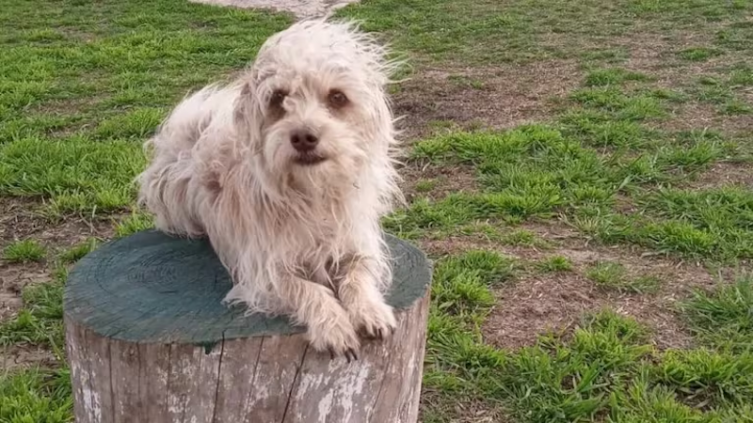 La historia de Benja, el primer perro de asistencia hospitalaria en Argentina - Infobae