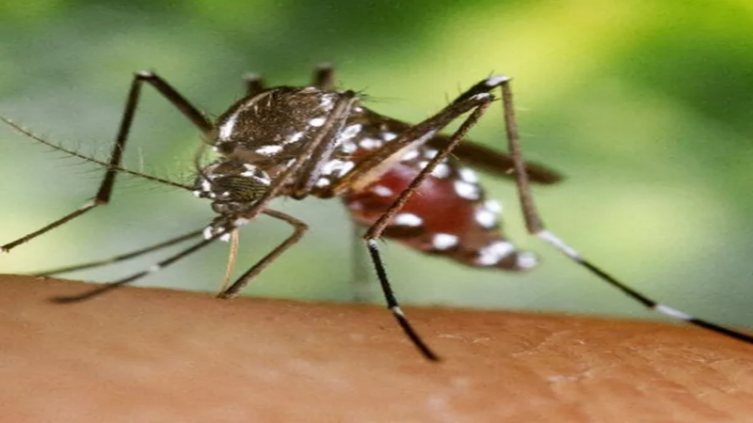 Aumenta el impacto del dengue en Paraguay con 10.400 casos registrados este año - Filo.news