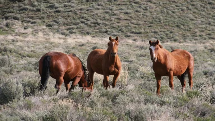 Brote de encefalomielitis equina en Argentina: cuál es el riesgo para los humanos de la enfermedad que afecta a los caballos - Infobae