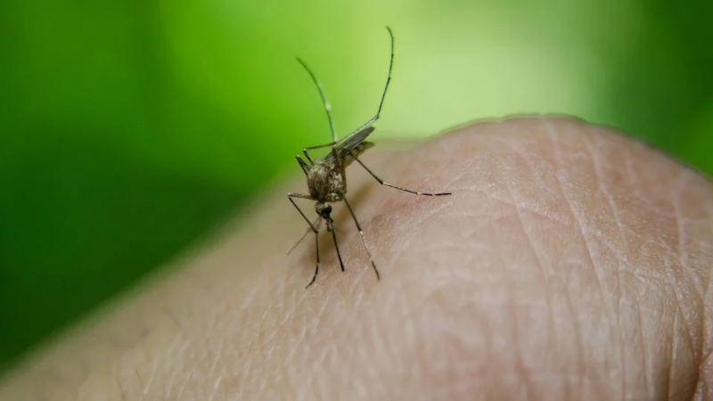 Primera muerte por dengue en la provincia de Santa Fe - PRONTO