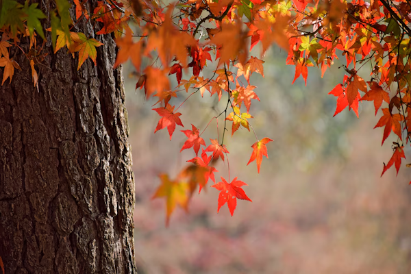 Equinoccio de marzo: a qué hora será y cuándo empieza el otoño en Argentina (Freepik)